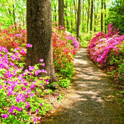 Woodland Trail | OCD-UK